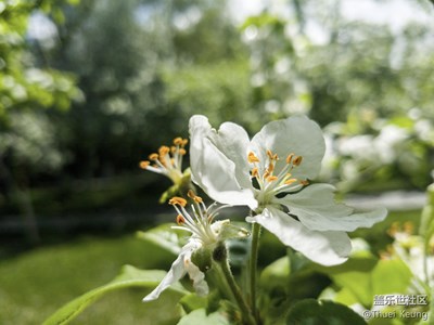 蘋果花