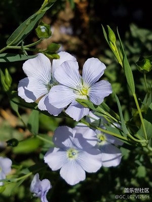 胡麻花