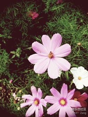 蜂戀花