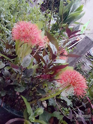 今天看到這個(gè)花