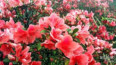 龍泉山美麗的杜鵑花！