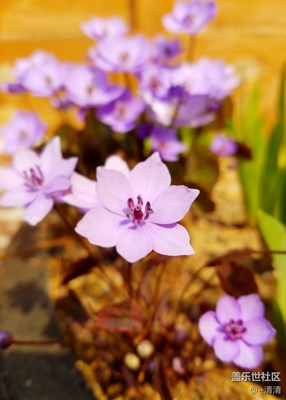 迷人的色彩，就是微觀的風(fēng)景