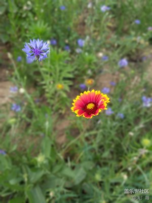 第一次拍花，三星s7就是有大碗風范。