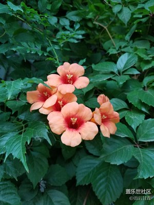 大家猜猜什么花