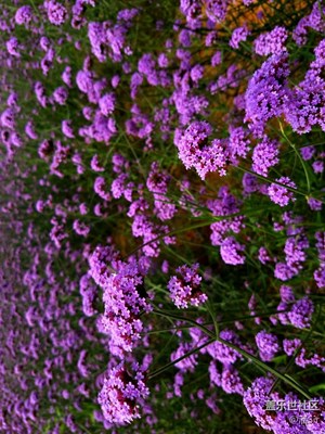 夏天唯有大海和鮮花不可辜負(fù)（四）