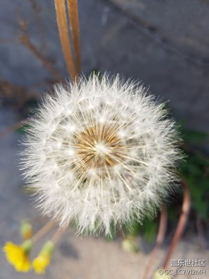 野花