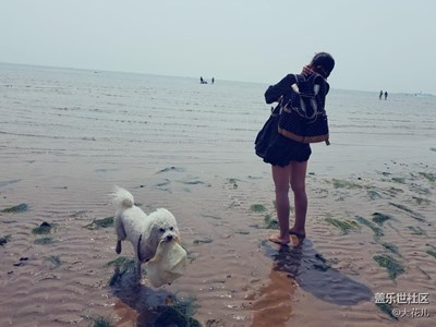 大海，女孩，狗狗……