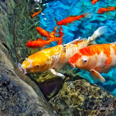 帶著S7找個(gè)有水的地兒，清涼一夏