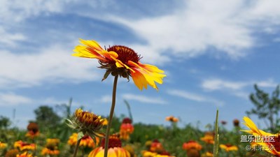 花開(kāi)一瞬。