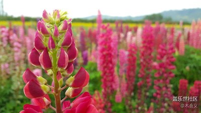 魯冰花