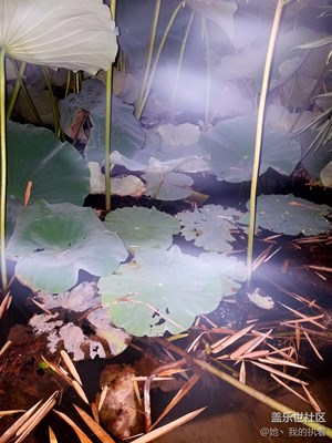 大晚上公園風景。