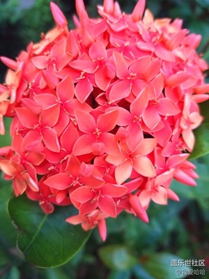 小區(qū)的花朵