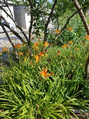 菜園一片生機盎然