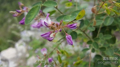 山上野花