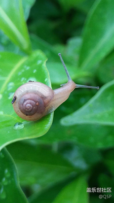 我走得很慢，但我從不后退！