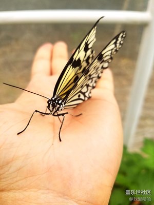 我和蝴蝶有個約會