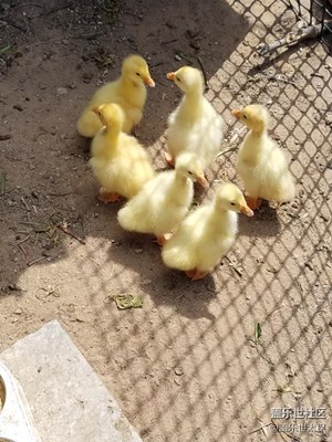 看看這是啥