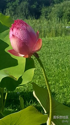 夏荷