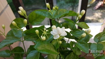茉莉花開