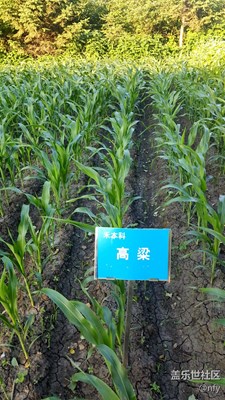 植物園農(nóng)作物