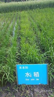 植物園農(nóng)作物