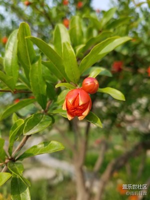 石榴開花結果時