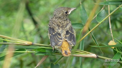 秧苗、花草、鳥、巢、路
