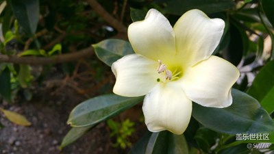 路邊的小花