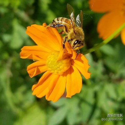 自己拍的花花草草，自動模式，