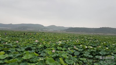 映日荷花別樣紅