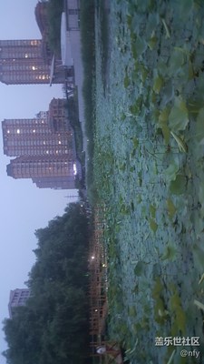 荷塘