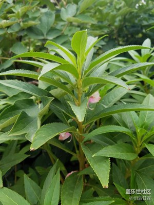 小點(diǎn)紅，記憶中美女美甲必備