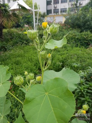 忘記這個叫什么了