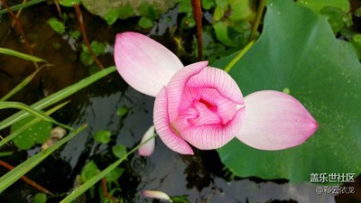 粉紅豬小妹