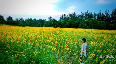 與向日葵的約會
