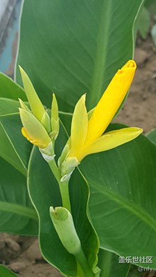 美人蕉
