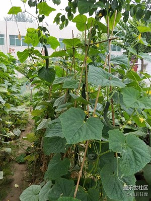 院內(nèi)黃瓜