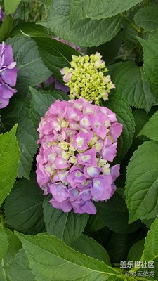 繡球花