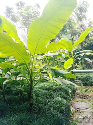 紅了櫻桃，綠了芭蕉