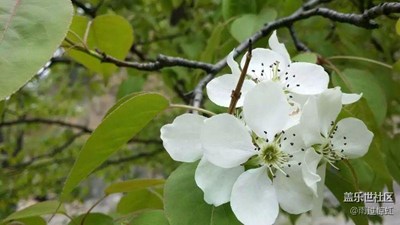 花叢間的精彩（二）Note 3