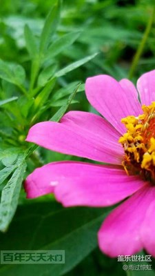 花叢間的精彩（一）