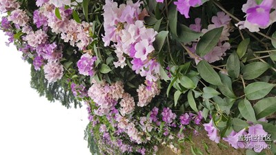 我見過(guò)的花花草草