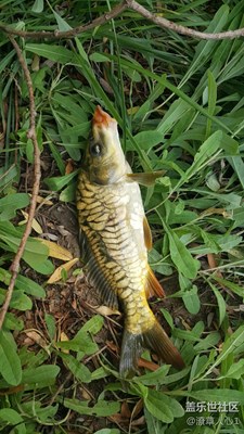 釣魚