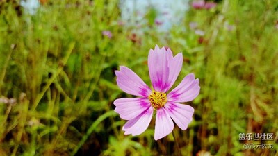 烈日下的格桑花，燦爛似朝霞。