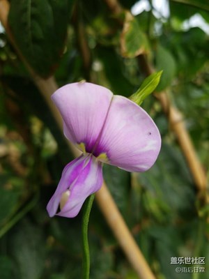 豆角花也這么誘人