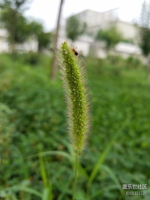 久違了的狗尾巴草