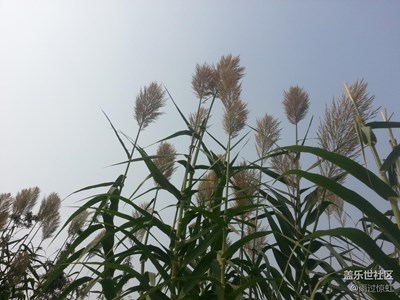 鄭州-綠博園（9308）