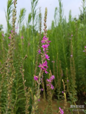 又遇不知名小花