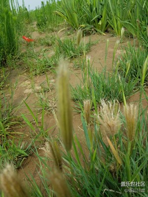 小時(shí)候叫毛毛蟲??