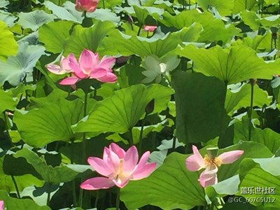 映日荷花別樣紅